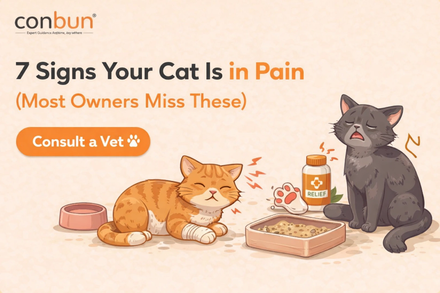 7 Signs Your Cat Is in Pain - Vet Guide 2026